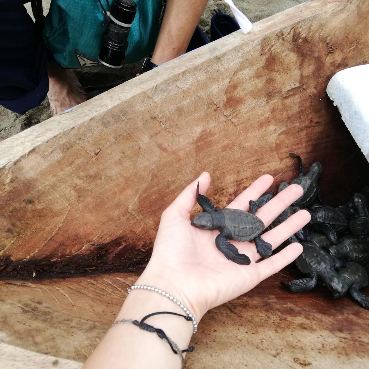 Safio. Una Casa En El Paraiso. Nuquí Zewnętrze zdjęcie